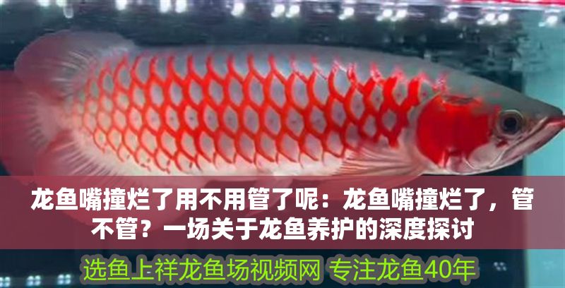 龍魚嘴撞爛了用不用管了呢：龍魚嘴撞爛了，管不管？一場關于龍魚養護的深度探討