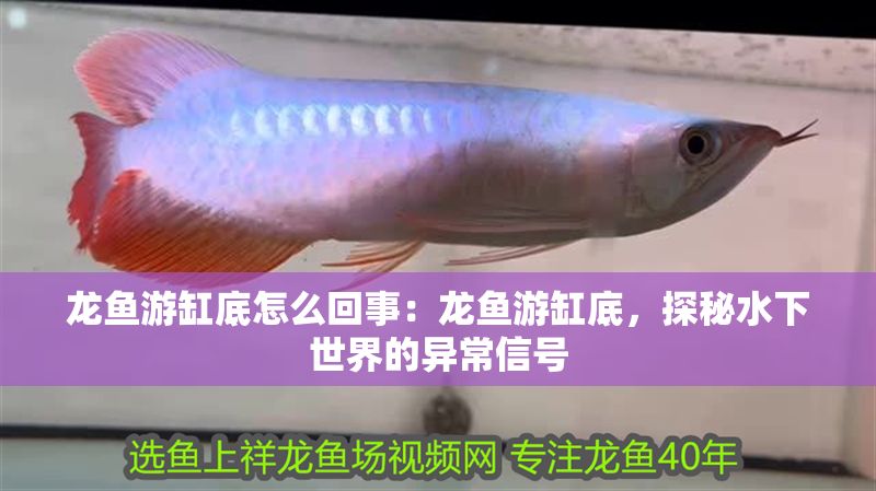 龍魚游缸底怎么回事：龍魚游缸底，探秘水下世界的異常信號