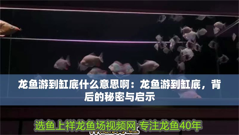 龍魚游到缸底什么意思啊：龍魚游到缸底，背后的秘密與啟示