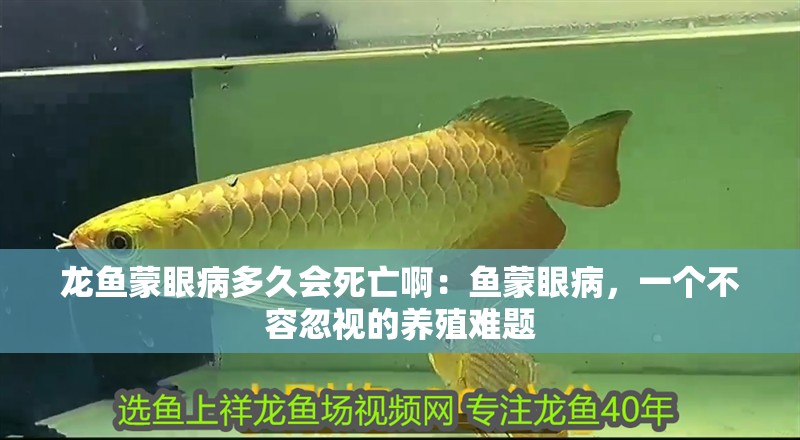 龍魚蒙眼病多久會死亡啊：魚蒙眼病，一個不容忽視的養殖難題