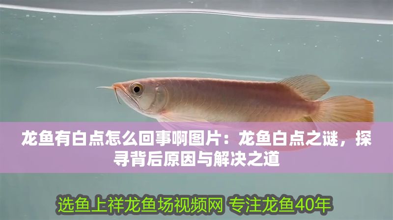 龍魚有白點怎么回事啊圖片：龍魚白點之謎，探尋背后原因與解決之道 龍魚有白點怎么回事啊圖片：龍魚白點之謎，探尋背后原因與解決之道 龍魚百科 第1張