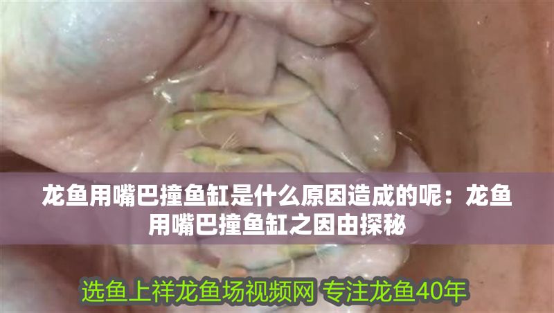龍魚用嘴巴撞魚缸是什么原因造成的呢：龍魚用嘴巴撞魚缸之因由探秘