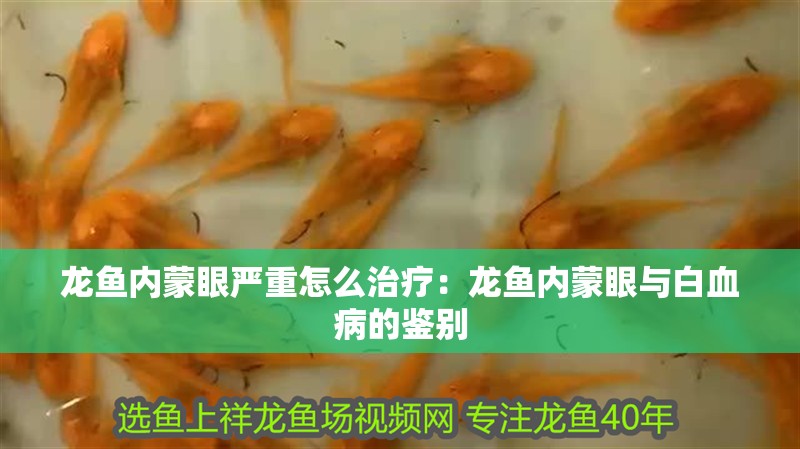 龍魚內(nèi)蒙眼嚴(yán)重怎么治療：龍魚內(nèi)蒙眼與白血病的鑒別