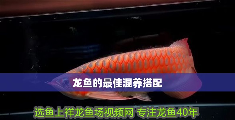 魚缸用增氧泵價格是多少:魚缸增氧機-xtrac增氧機-xtrac增氧機 龍魚的最佳混養搭配 龍魚百科 龍魚的最佳混養搭配 龍魚的最佳混養搭配 龍魚百科