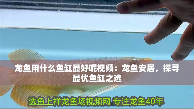 龍魚用什么魚缸最好呢視頻：龍魚安居，探尋最優魚缸之選