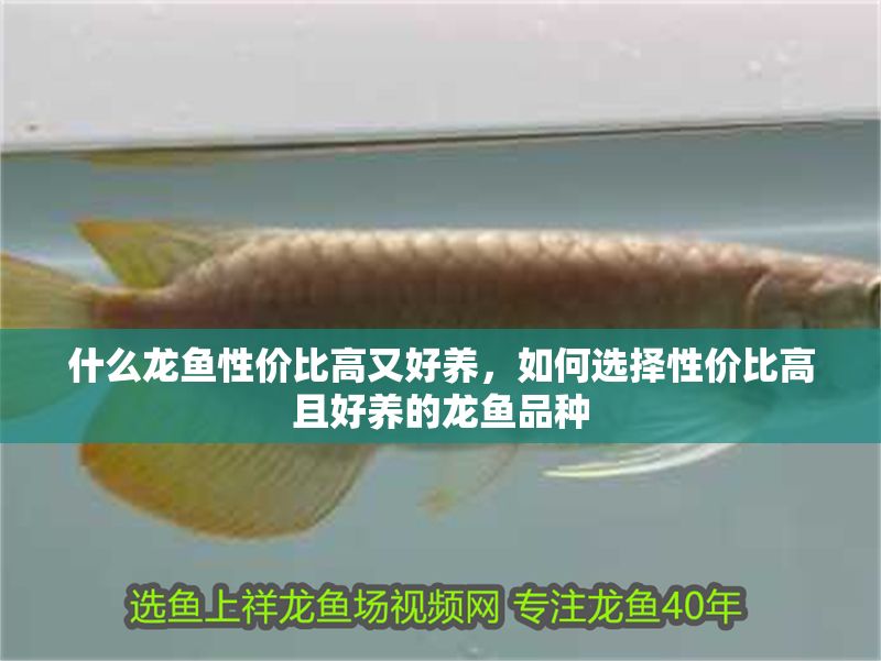 什么龍魚性價比高又好養，如何選擇性價比高且好養的龍魚品種