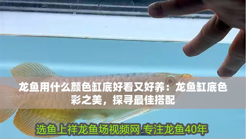 龍魚用什么顏色缸底好看又好養：龍魚缸底色彩之美，探尋最佳搭配