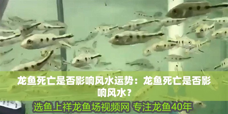 龍魚死亡是否影響風(fēng)水運(yùn)勢(shì)：龍魚死亡是否影響風(fēng)水？
