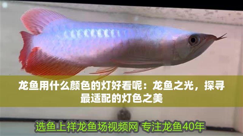 龍魚用什么顏色的燈好看呢：龍魚之光，探尋最適配的燈色之美