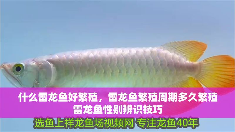 什么雷龍魚好繁殖，雷龍魚繁殖周期多久繁殖雷龍魚性別辨識技巧