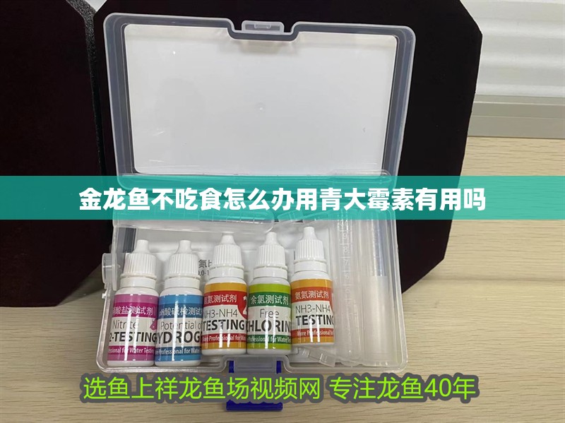 金龍魚不吃食怎么辦用青大霉素有用嗎