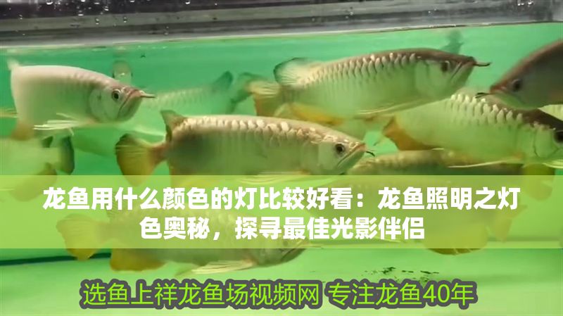 龍魚用什么顏色的燈比較好看：龍魚照明之燈色奧秘，探尋最佳光影伴侶