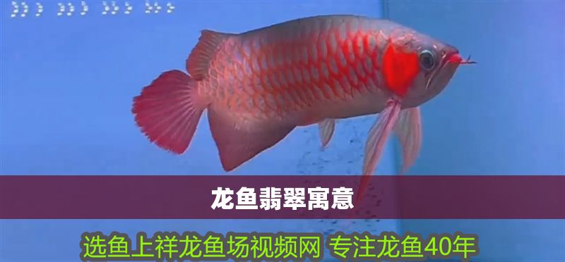 龍魚翡翠寓意