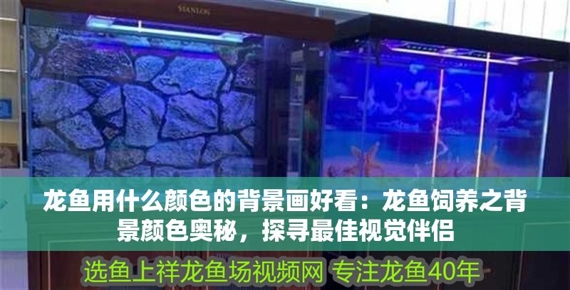 龍魚用什么顏色的背景畫好看：龍魚飼養之背景顏色奧秘，探尋最佳視覺伴侶