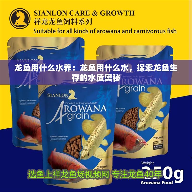 龍魚用什么水養：龍魚用什么水，探索龍魚生存的水質奧秘