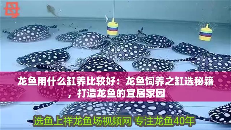 龍魚用什么缸養比較好：龍魚飼養之缸選秘籍，打造龍魚的宜居家園