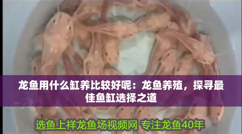 龍魚用什么缸養比較好呢：龍魚養殖，探尋最佳魚缸選擇之道
