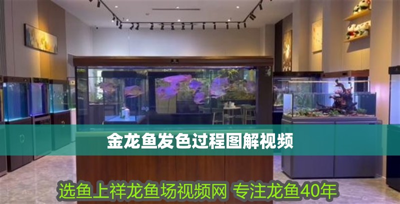 金龍魚發(fā)色過(guò)程圖解視頻