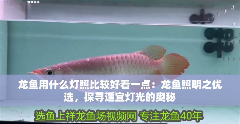龍魚(yú)用什么燈照比較好看一點(diǎn)：龍魚(yú)照明之優(yōu)選，探尋適宜燈光的奧秘