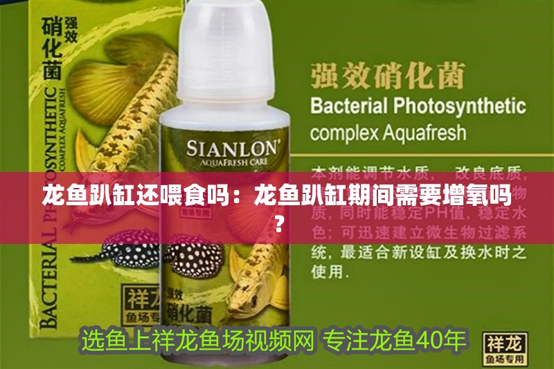 龍魚趴缸還喂食嗎：龍魚趴缸期間需要增氧嗎？