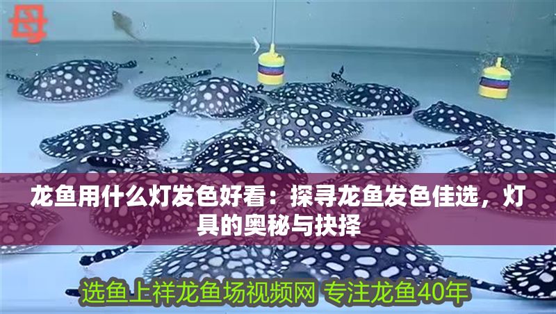 龍魚用什么燈發色好看：探尋龍魚發色佳選，燈具的奧秘與抉擇