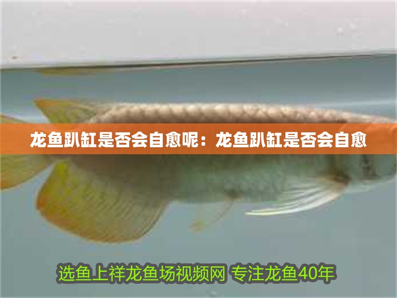 龍魚趴缸是否會自愈呢：龍魚趴缸是否會自愈