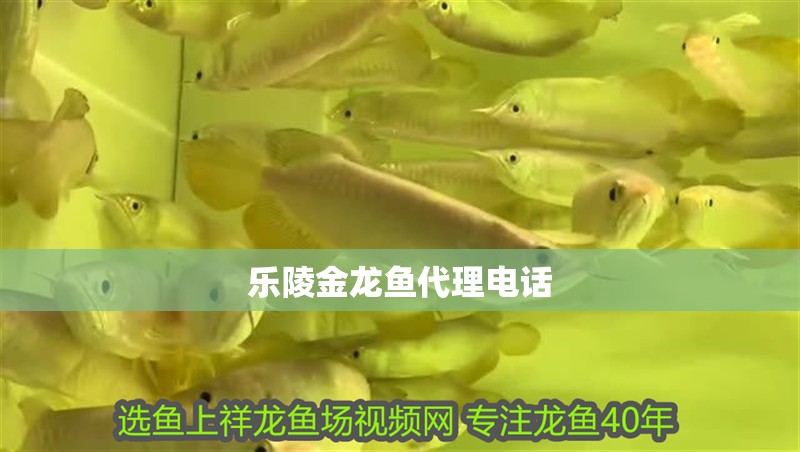 樂陵金龍魚代理電話