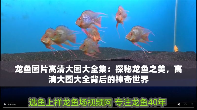 龍魚圖片高清大圖大全集：探秘龍魚之美，高清大圖大全背后的神奇世界