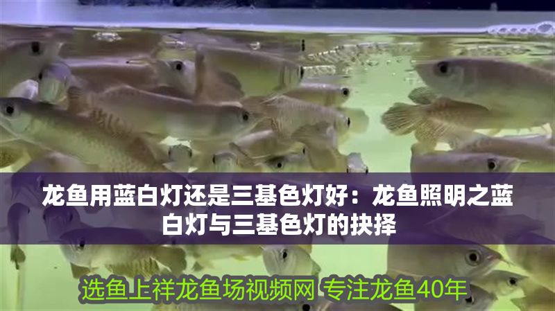 龍魚用藍白燈還是三基色燈好：龍魚照明之藍白燈與三基色燈的抉擇
