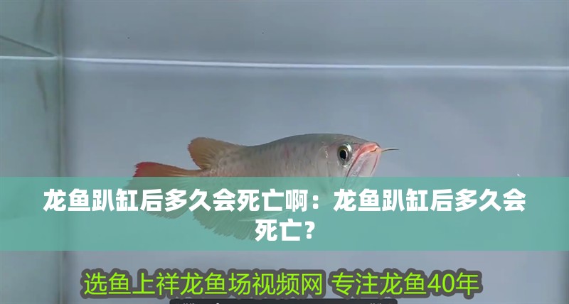 龍魚趴缸后多久會死亡啊：龍魚趴缸后多久會死亡？