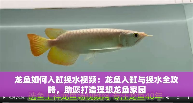 龍魚如何入缸換水視頻：龍魚入缸與換水全攻略，助您打造理想龍魚家園