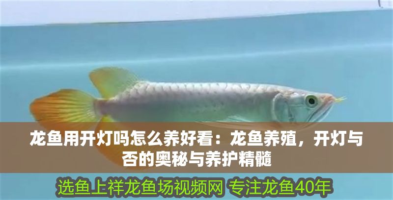 龍魚用開燈嗎怎么養好看：龍魚養殖，開燈與否的奧秘與養護精髓