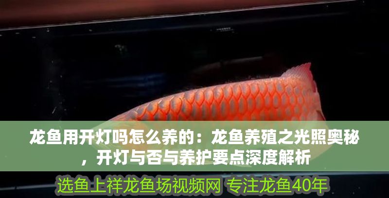 龍魚用開燈嗎怎么養的：龍魚養殖之光照奧秘，開燈與否與養護要點深度解析