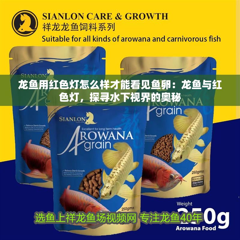 詳細閱讀:龍魚用紅色燈怎么樣才能看見魚卵:龍魚與紅色燈,探尋水下視界的奧秘 龍魚用紅色燈怎么樣才能看見魚卵:龍魚與紅色燈,探尋水下視界的奧秘