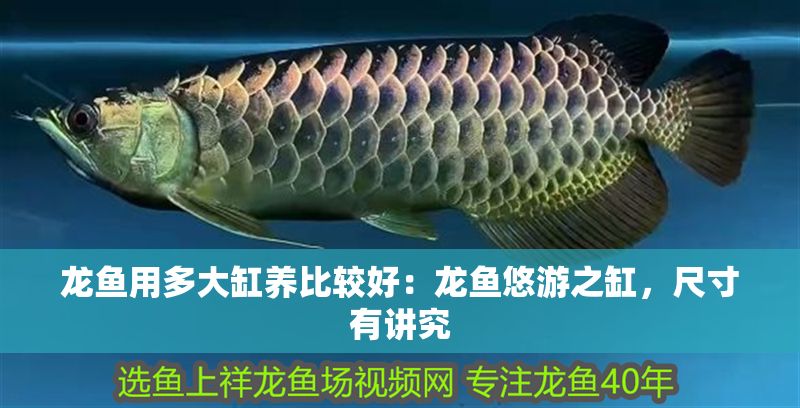 龍魚用多大缸養比較好：龍魚悠游之缸，尺寸有講究