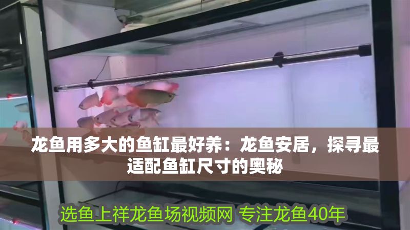 龍魚用多大的魚缸最好養：龍魚安居，探尋最適配魚缸尺寸的奧秘