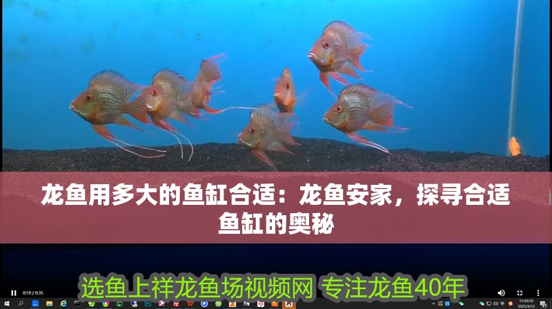 龍魚(yú)用多大的魚(yú)缸合適：龍魚(yú)安家，探尋合適魚(yú)缸的奧秘