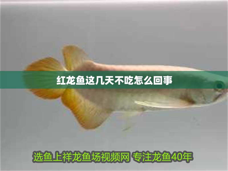 紅龍魚這幾天不吃怎么回事