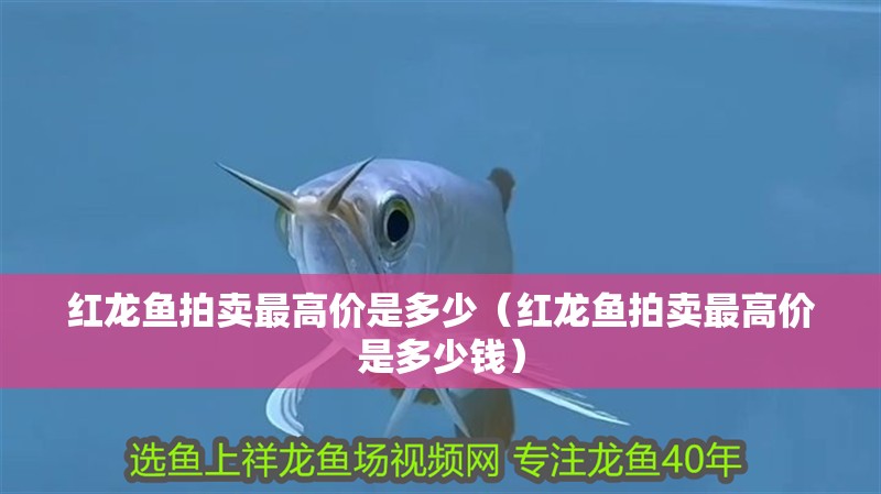 紅龍魚拍賣最高價是多少（紅龍魚拍賣最高價是多少錢）