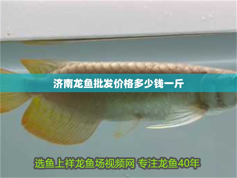 濟(jì)南龍魚批發(fā)價(jià)格多少錢一斤