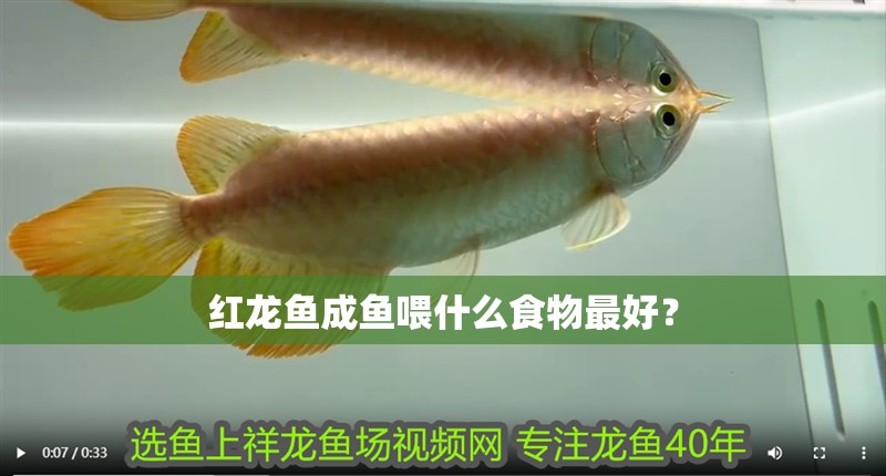 紅龍魚成魚喂什么食物最好？