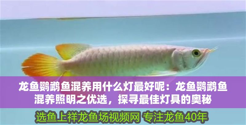 龍魚鸚鵡魚混養用什么燈最好呢：龍魚鸚鵡魚混養照明之優選，探尋最佳燈具的奧秘