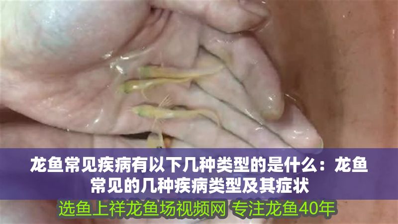 龍魚常見疾病有以下幾種類型的是什么：龍魚常見的幾種疾病類型及其癥狀