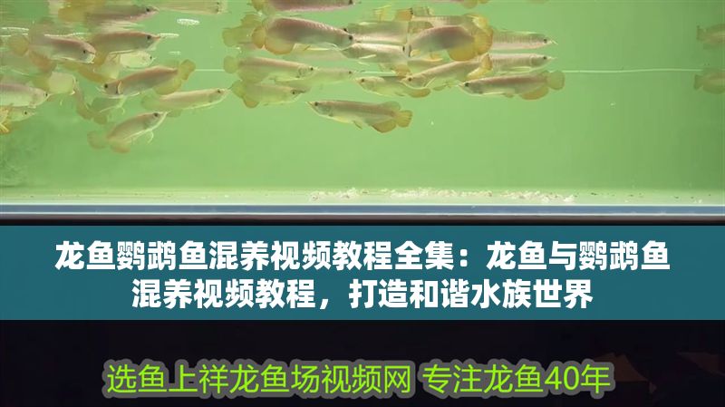 龍魚鸚鵡魚混養視頻教程全集：龍魚與鸚鵡魚混養視頻教程，打造和諧水族世界