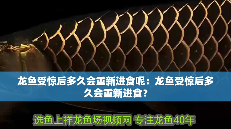 龍魚受驚后多久會重新進食呢：龍魚受驚后多久會重新進食？