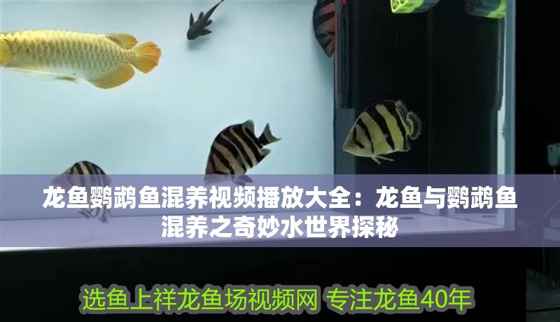 龍魚鸚鵡魚混養(yǎng)視頻播放大全：龍魚與鸚鵡魚混養(yǎng)之奇妙水世界探秘