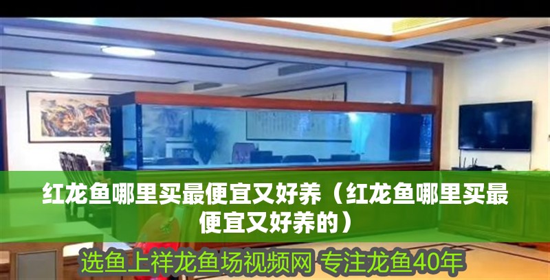 紅龍魚哪里買最便宜又好養(yǎng)（紅龍魚哪里買最便宜又好養(yǎng)的）