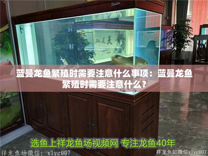 藍曼龍魚繁殖時需要注意什么事項：藍曼龍魚繁殖時需要注意什么？