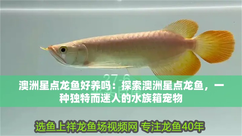 澳洲星點龍魚好養嗎：探索澳洲星點龍魚，一種獨特而迷人的水族箱寵物