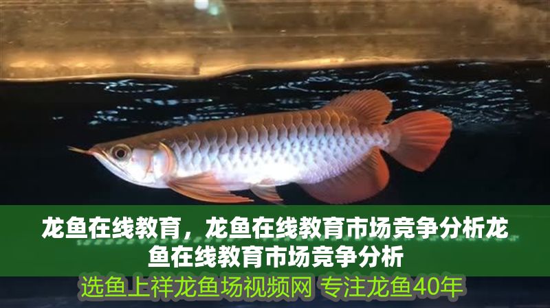 龍魚在線教育，龍魚在線教育市場競爭分析龍魚在線教育市場競爭分析